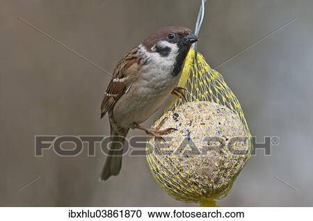 "Eurasian Tree Sparrow (Passer montanus), male clinging to fat ball, Baden-Wurttemberg, Germany, Europe" View Large Photo Image Stock Image - "Eurasian Tree Sparrow (Passer montanus), male clinging to fat ball, Baden-Wurttemberg, Germany, Europe". Fotosearch
