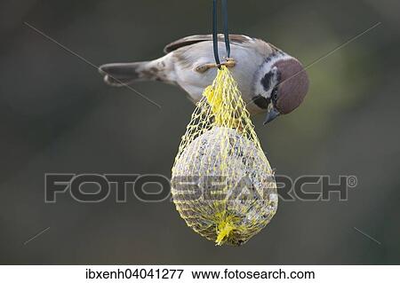 "Eurasian Tree Sparrow (Passer montanus), perched on a fat ball, Germany, Europe" View Large Photo Image Stock Photo - "Eurasian Tree Sparrow (Passer montanus), perched on a fat ball, Germany, Europe". Fotosearch