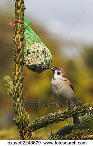 "Eurasian Tree Sparrow (Passer montanus) on a birdseed ball, Schleswig-Holstein, Germany, Europe" View Large Photo Image Stock Photo - "Eurasian Tree Sparrow (Passer montanus) on a birdseed ball, Schleswig-Holstein, Germany, Europe". Fotosearch