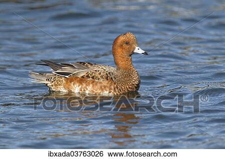 "Eurasian Widgeon (Anas penelope), drake swimming, basic plumage, Fehmarn Island, Schleswig-Holstein, Germany, Europe" View Large Photo Image Stock Photograph - "Eurasian Widgeon (Anas penelope), drake swimming, basic plumage, Fehmarn Island, Schleswig-Holstein, Germany, Europe". Fotosearch