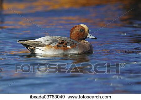 "Eurasian Wigeon (Anas penelope), drake swimming, Fehmarn Island, Schleswig-Holstein, Germany, Europe" View Large Photo Image Stock Photo - "Eurasian Wigeon (Anas penelope), drake swimming, Fehmarn Island, Schleswig-Holstein, Germany, Europe". Fotosearch