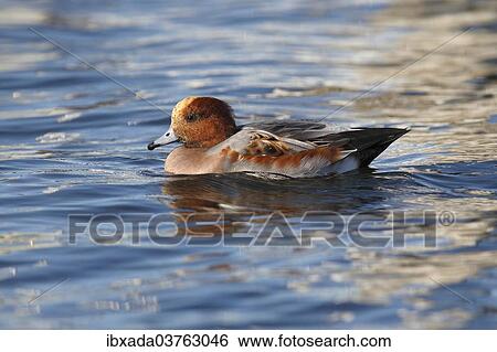 "Eurasian Wigeon (Anas penelope), drake swimming, Fehmarn Island, Schleswig-Holstein, Germany, Europe" View Large Photo Image Stock Photograph - "Eurasian Wigeon (Anas penelope), drake swimming, Fehmarn Island, Schleswig-Holstein, Germany, Europe". Fotosearch