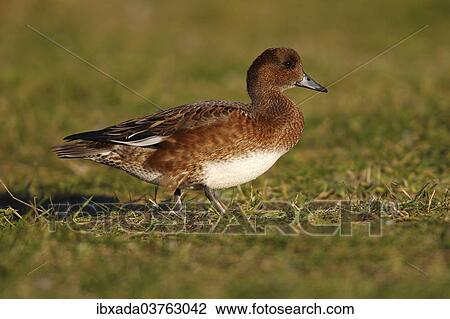 "Eurasian Wigeon (Anas penelope), Fehmarn Island, Schleswig-Holstein, Germany, Europe" View Large Photo Image Stock Image - "Eurasian Wigeon (Anas penelope), Fehmarn Island, Schleswig-Holstein, Germany, Europe". Fotosearch