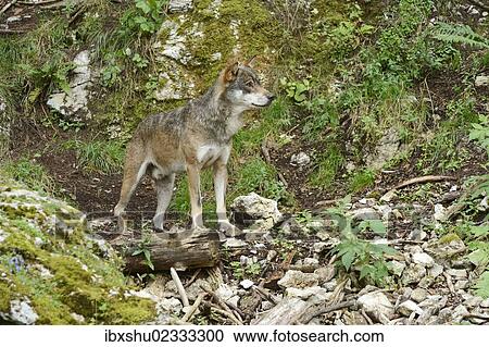 "Eurasian Wolf (Canis lupus lupus), Jura, Switzerland, Europe" View Large Photo Image Stock Image - "Eurasian Wolf (Canis lupus lupus), Jura, Switzerland, Europe". Fotosearch