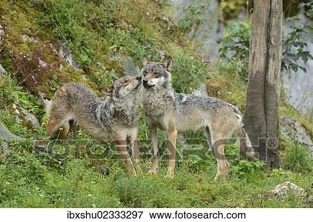 "Eurasian Wolves (Canis lupus lupus), sniffing at each other, Jura, Switzerland, Europe" View Large Photo Image Stock Photo - "Eurasian Wolves (Canis lupus lupus), sniffing at each other, Jura, Switzerland, Europe". Fotosearch