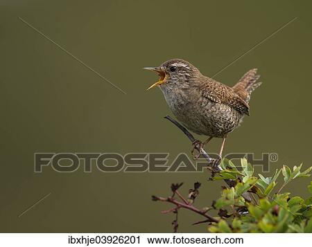 Stock Image - "Eurasian Wren (Troglodytes troglodytes), Texel, West Frisian Islands, province of North Holland, Holland, The Netherlands, Europe". Fotosearch