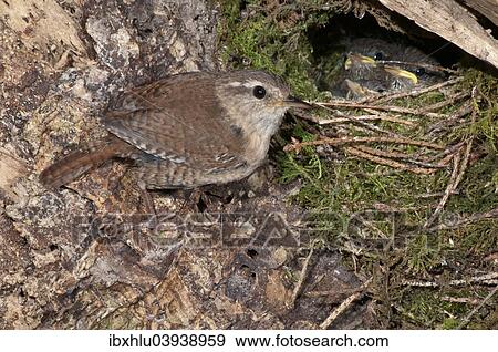 Stock Photo - "Eurasian Wren (Troglodytes troglodytes) at nest with young birds, Baden-Wurttemberg, Germany, Europe". Fotosearch
