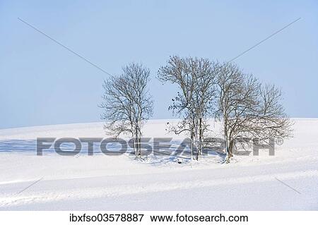 "European Ash or Common Ash (Fraxinus excelsior) trees in the snow, Bavaria, Germany, Europe" View Large Photo Image Stock Photo - "European Ash or Common Ash (Fraxinus excelsior) trees in the snow, Bavaria, Germany, Europe". Fotosearch