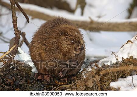 "European Beaver (Castor fiber), foraging, winter, snow, diurnal, Middle Elbe, Saxony-Anhalt, Germany, Europe" View Large Photo Image Stock Image - "European Beaver (Castor fiber), foraging, winter, snow, diurnal, Middle Elbe, Saxony-Anhalt, Germany, Europe". Fotosearch