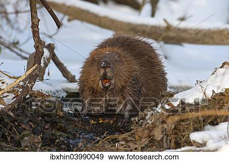 Stock Photo - "European Beaver (Castor fiber), foraging, winter, snow, diurnal, Middle Elbe, Saxony-Anhalt, Germany, Europe". Fotosearch