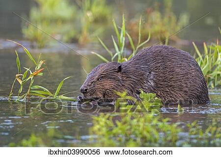 Stock Photograph - "European Beaver (Castor fiber), foraging, diurnal, Middle Elbe, Saxony-Anhalt, Germany, Europe". Fotosearch