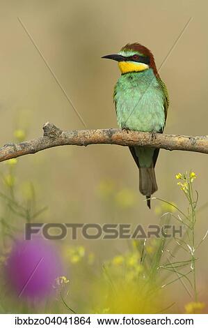 Picture - "European Bee-eater (Merops apiaster), perched on a branch in a flowering meadow, Kiskunsag National Park, Hungary, Europe". Fotosearch