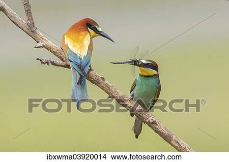 "European bee-eater (Merops apiaster) feeding in courtship, Lake Neusiedl, Austria, Europe" View Large Photo Image Picture - "European bee-eater (Merops apiaster) feeding in courtship, Lake Neusiedl, Austria, Europe". Fotosearch