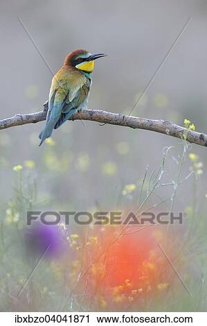 Stock Image - "European Bee-eater (Merops apiaster), perched on a branch in a flowering meadow, Kiskunsag National Park, Hungary, Europe". Fotosearch