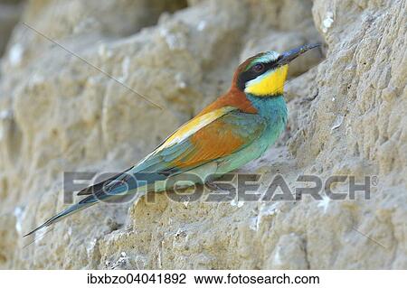"European Bee-eater (Merops apiaster), male resting at nesting site, Kiskunsag National Park, Hungary, Europe" View Large Photo Image Stock Image - "European Bee-eater (Merops apiaster), male resting at nesting site, Kiskunsag National Park, Hungary, Europe". Fotosearch