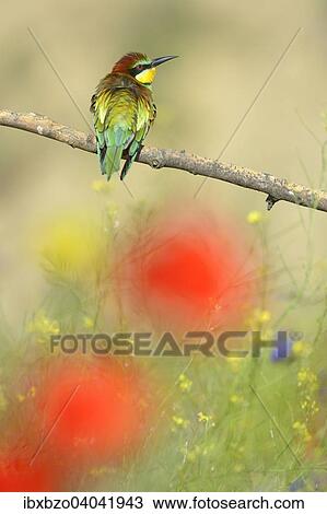 "European Bee-eater (Merops apiaster), perched on a branch in a flowering meadow, Kiskunsag National Park, Hungary, Europe" View Large Photo Image Stock Image - "European Bee-eater (Merops apiaster), perched on a branch in a flowering meadow, Kiskunsag National Park, Hungary, Europe". Fotosearch