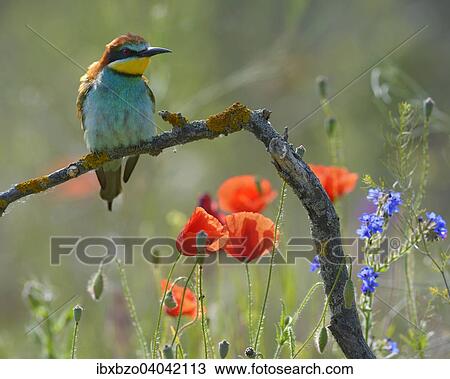 Stock Image - "European Bee-eater (Merops apiaster), perched on a branch in a flowering meadow, Kiskunsag National Park, Hungary, Europe". Fotosearch