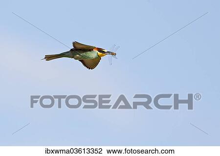"European bee-eater (Merops apiaster) in flight with dragonfly in its beak, Saxony-Anhalt, Germany, Europe" View Large Photo Image Stock Image - "European bee-eater (Merops apiaster) in flight with dragonfly in its beak, Saxony-Anhalt, Germany, Europe". Fotosearch