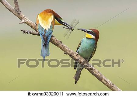 Stock Image - "European bee-eater (Merops apiaster) feeding in courtship, Lake Neusiedl, Austria, Europe". Fotosearch