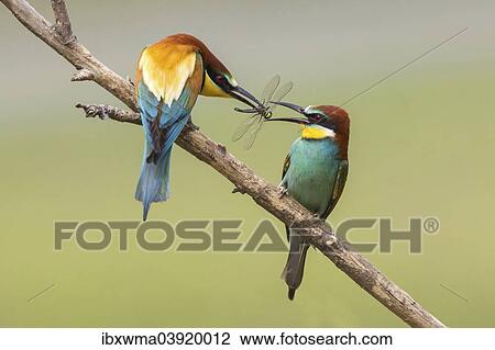 "European bee-eater (Merops apiaster) feeding in courtship, Lake Neusiedl, Austria, Europe" View Large Photo Image Stock Image - "European bee-eater (Merops apiaster) feeding in courtship, Lake Neusiedl, Austria, Europe". Fotosearch