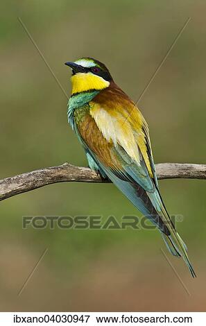 "European Bee-eater (Merops apiaster), Burgenland, Austria, Europe" View Large Photo Image Stock Photo - "European Bee-eater (Merops apiaster), Burgenland, Austria, Europe". Fotosearch