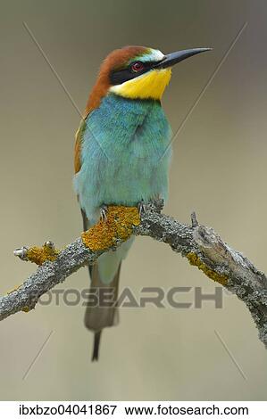 "European Bee-eater (Merops apiaster), male resting, perched on a branch, Kiskunsag National Park, Hungary, Europe" View Large Photo Image Stock Photo - "European Bee-eater (Merops apiaster), male resting, perched on a branch, Kiskunsag National Park, Hungary, Europe". Fotosearch