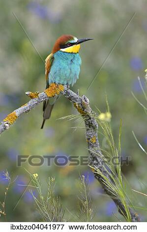 "European Bee-eater (Merops apiaster), perched on a branch in a flowering meadow, Kiskunsag National Park, Hungary, Europe" View Large Photo Image Stock Photo - "European Bee-eater (Merops apiaster), perched on a branch in a flowering meadow, Kiskunsag National Park, Hungary, Europe". Fotosearch