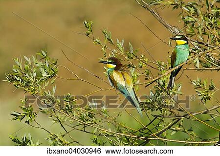 "European Bee-eater (Merops apiaster), Burgenland, Austria, Europe" View Large Photo Image Stock Photograph - "European Bee-eater (Merops apiaster), Burgenland, Austria, Europe". Fotosearch