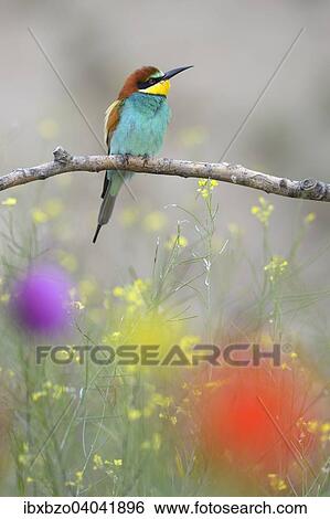 "European Bee-eater (Merops apiaster), perched on a branch in a flowering meadow, Kiskunsag National Park, Hungary, Europe" View Large Photo Image Stock Photograph - "European Bee-eater (Merops apiaster), perched on a branch in a flowering meadow, Kiskunsag National Park, Hungary, Europe". Fotosearch