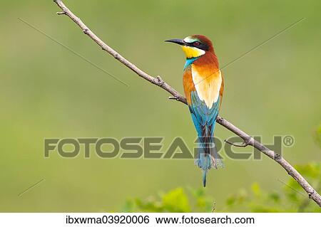 "European bee-eater (Merops apiaster) sitting on branch, Lake Neusiedl, Austria, Europe" View Large Photo Image Stock Photograph - "European bee-eater (Merops apiaster) sitting on branch, Lake Neusiedl, Austria, Europe". Fotosearch