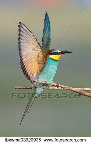 "European bee-eater (Merops apiaster) landing on a branch, Lake Neusiedl, Austria, Europe" View Large Photo Image Stock Photograph - "European bee-eater (Merops apiaster) landing on a branch, Lake Neusiedl, Austria, Europe". Fotosearch