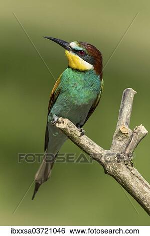 "European Bee-eater (Merops apiaster) perched on a lookout, Freiburg im Breisgau, Baden-Wurttemberg, Germany, Europe" View Large Photo Image Stock Photograph - "European Bee-eater (Merops apiaster) perched on a lookout, Freiburg im Breisgau, Baden-Wurttemberg, Germany, Europe". Fotosearch