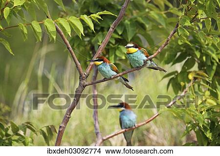 Picture - "European Bee-eaters (Merops apiaster), Burgenland, Austria, Europe". Fotosearch