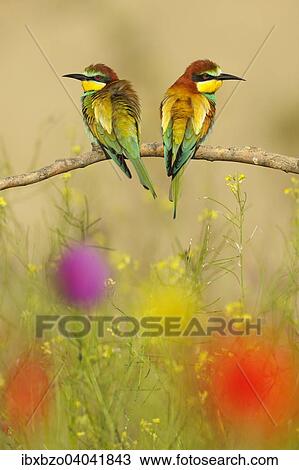 Stock Image - "European Bee-eaters (Merops apiaster), breeding pair perched on a branch in a flowering meadow, Kiskunsag National Park, Hungary, Europe". Fotosearch
