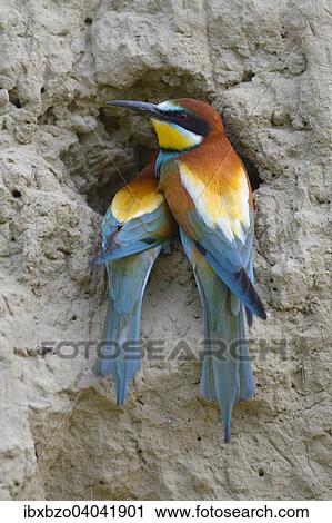 Stock Image - "European Bee-eaters (Merops apiaster) breeding pair, in inspecting a nesting hole, Kiskunsag National Park, Hungary, Europe". Fotosearch