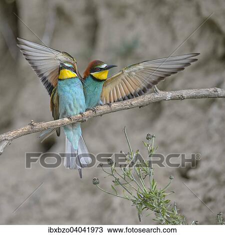 "European Bee-eaters (Merops apiaster), male landing on perch, Kiskunsag National Park, Hungary, Europe" View Large Photo Image Stock Image - "European Bee-eaters (Merops apiaster), male landing on perch, Kiskunsag National Park, Hungary, Europe". Fotosearch