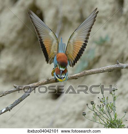"European Bee-eaters (Merops apiaster), pair mating, Kiskunsag National Park, Hungary, Europe" View Large Photo Image Stock Image - "European Bee-eaters (Merops apiaster), pair mating, Kiskunsag National Park, Hungary, Europe". Fotosearch