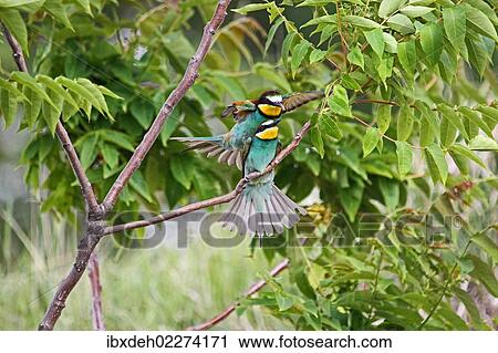 Stock Image - "European bee-eaters (Merops apiaster), mating, Burgenland, Austria, Europe". Fotosearch