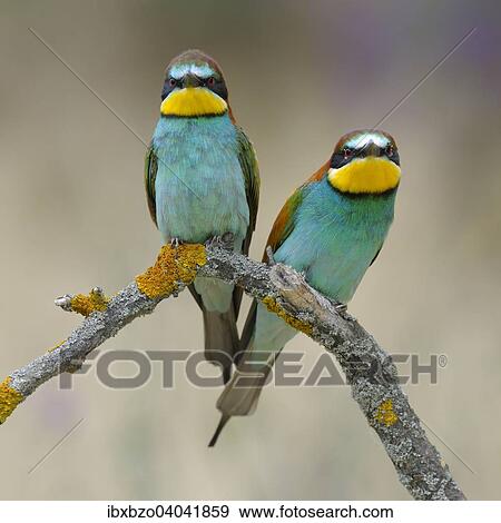 Stock Photo - "European Bee-eaters (Merops apiaster), breeding pair, perched on a branch, Kiskunsag National Park, Hungary, Europe". Fotosearch