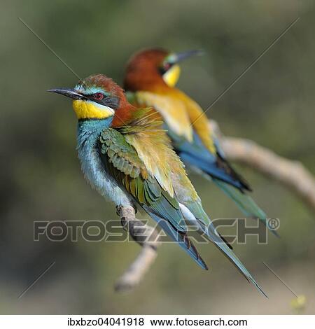 "European Bee-eaters (Merops apiaster), breeding pair perched on a branch, Kiskunsag National Park, Hungary, Europe" View Large Photo Image Stock Photo - "European Bee-eaters (Merops apiaster), breeding pair perched on a branch, Kiskunsag National Park, Hungary, Europe". Fotosearch