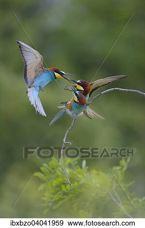 "European Bee-eaters (Merops apiaster), territorial dispute on an acacia bush, Kiskunsag National Park, Hungary, Europe" View Large Photo Image Stock Photo - "European Bee-eaters (Merops apiaster), territorial dispute on an acacia bush, Kiskunsag National Park, Hungary, Europe". Fotosearch