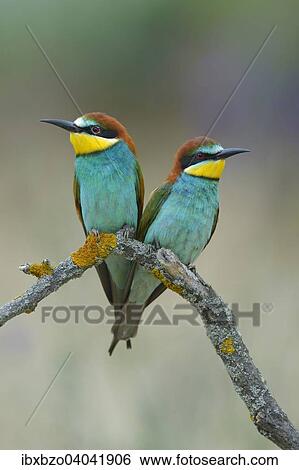 "European Bee-eaters (Merops apiaster), breeding pair, perched on a branch, Kiskunsag National Park, Hungary, Europe" View Large Photo Image Stock Photograph - "European Bee-eaters (Merops apiaster), breeding pair, perched on a branch, Kiskunsag National Park, Hungary, Europe". Fotosearch