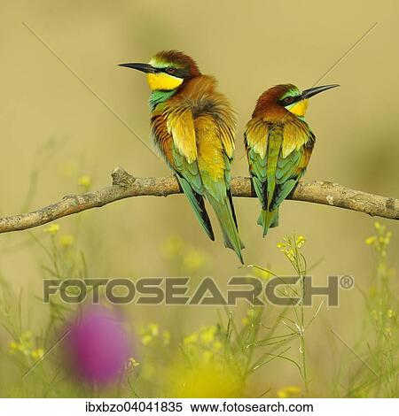 "European Bee-eaters (Merops apiaster), breeding pair perched on a branch in a flowering meadow, Kiskunsag National Park, Hungary, Europe" View Large Photo Image Stock Photography - "European Bee-eaters (Merops apiaster), breeding pair perched on a branch in a flowering meadow, Kiskunsag National Park, Hungary, Europe". Fotosearch