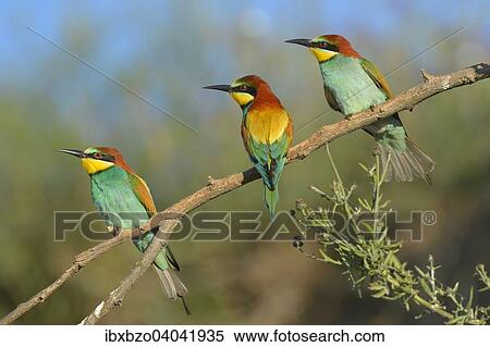 Stock Photography - "European Bee-eaters (Merops apiaster), several birds perched on a branch, Kiskunsag National Park, Hungary, Europe". Fotosearch