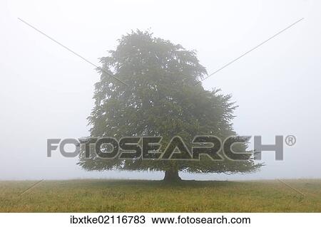 Stock Image - "European beech (Fagus sylvatica) in the mist, Swabian Alb, Baden-Wuerttemberg, Germany, Europe". Fotosearch