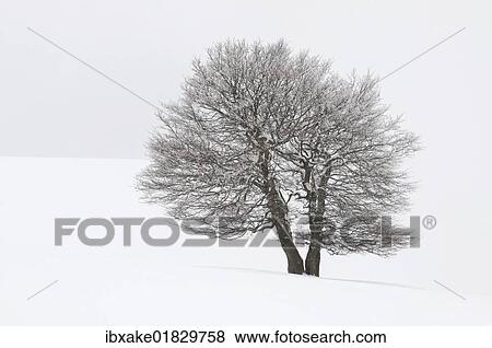 "European Beech (Fagus sylvatica) in fog in winter, Schauinsland, Black Forest, Baden-Wuerttemberg, Germany, Europe" View Large Photo Image Stock Photo - "European Beech (Fagus sylvatica) in fog in winter, Schauinsland, Black Forest, Baden-Wuerttemberg, Germany, Europe". Fotosearch