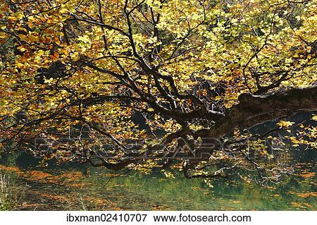 "European Beech (Fagus sylvatica) on lake Hinterer Langbathsee in autumn, Ebensee, Salzkammergut region, Upper Austria, Austria, Europe" View Large Photo Image Stock Photo - "European Beech (Fagus sylvatica) on lake Hinterer Langbathsee in autumn, Ebensee, Salzkammergut region, Upper Austria, Austria, Europe". Fotosearch