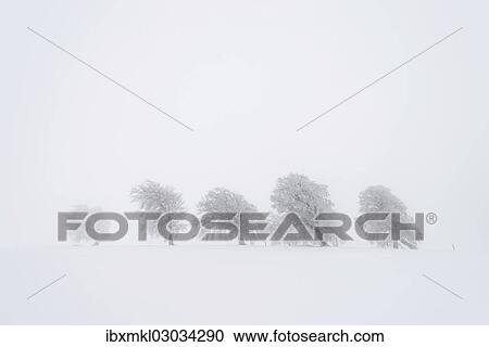 "European Beech (Fagus sylvatica), wind-bent beech trees on Schauinsland Mountain in winter, Breisgau, Schwarzwald, Baden-Wurttemberg, Germany, Europe" View Large Photo Image Stock Image - "European Beech (Fagus sylvatica), wind-bent beech trees on Schauinsland Mountain in winter, Breisgau, Schwarzwald, Baden-Wurttemberg, Germany, Europe". Fotosearch