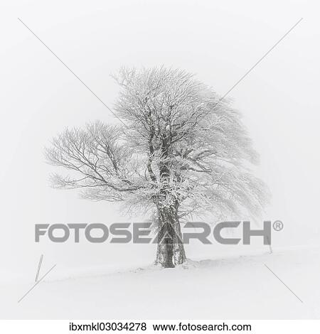 "European Beech (Fagus sylvatica), wind-bent beech on Schauinsland Mountain in winter, Breisgau, Schwarzwald, Baden-Wurttemberg, Germany, Europe" View Large Photo Image Stock Photo - "European Beech (Fagus sylvatica), wind-bent beech on Schauinsland Mountain in winter, Breisgau, Schwarzwald, Baden-Wurttemberg, Germany, Europe". Fotosearch