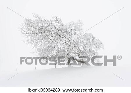 "European Beech (Fagus sylvatica), wind-bent beech trees on Schauinsland Mountain in winter, Breisgau, Schwarzwald, Baden-Wurttemberg, Germany, Europe" View Large Photo Image Stock Photo - "European Beech (Fagus sylvatica), wind-bent beech trees on Schauinsland Mountain in winter, Breisgau, Schwarzwald, Baden-Wurttemberg, Germany, Europe". Fotosearch